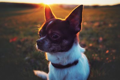 Close-up portrait of dog