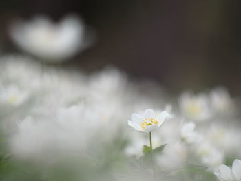 Close-up of white flowers blooming outdoors