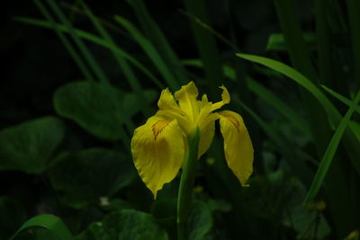 Close-up of yellow flower blooming outdoors