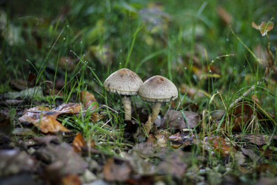 Close-up of mushroom on field