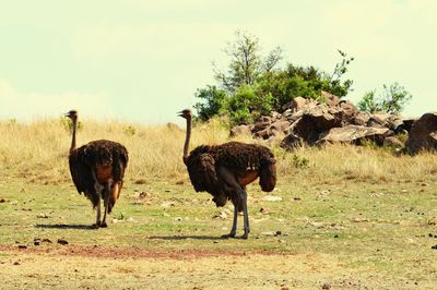 Giraffes on field against sky