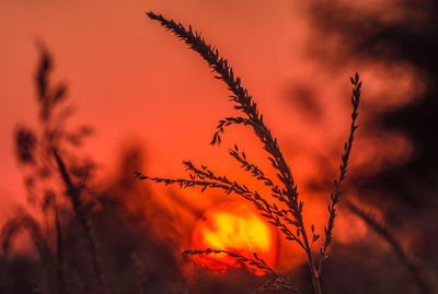 Low angle view of plants against sky during sunset