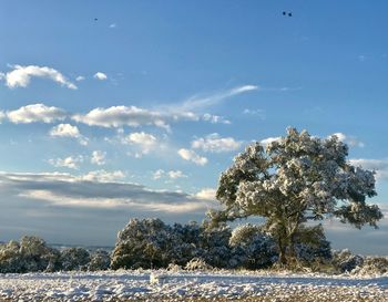 Trees by sea against sky during winter