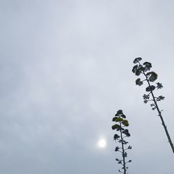 Low angle view of tree against sky