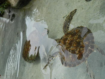 High angle view of fish in sea