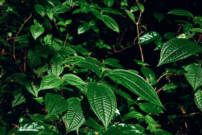 High angle view of wet plant leaves