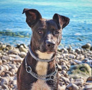 Close-up portrait of dog at beach