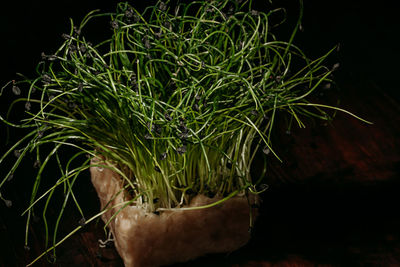 Close-up of fresh green plant on field