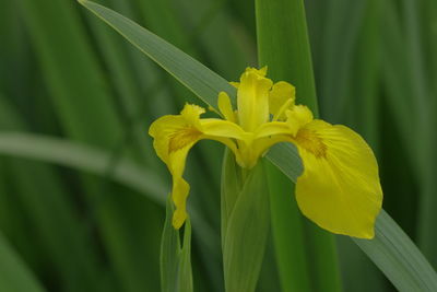 Close-up of yellow flowering plant