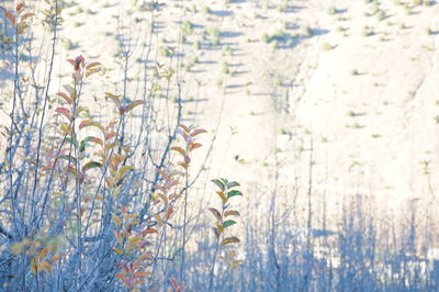 Close-up of plants on snow covered land