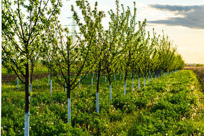 Trees on field against sky