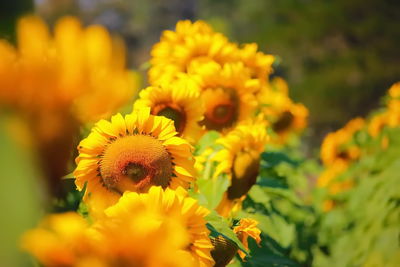 Close-up of bee on yellow flowering plant