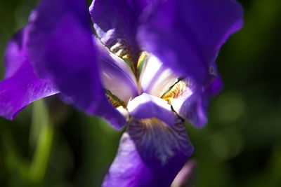 Close-up of bee on purple flower