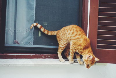 Close-up of cat on window sill