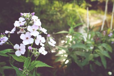 Close-up of white flowers