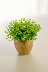 Close-up of potted plant on table against white background