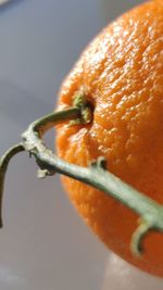 Close-up of orange slice