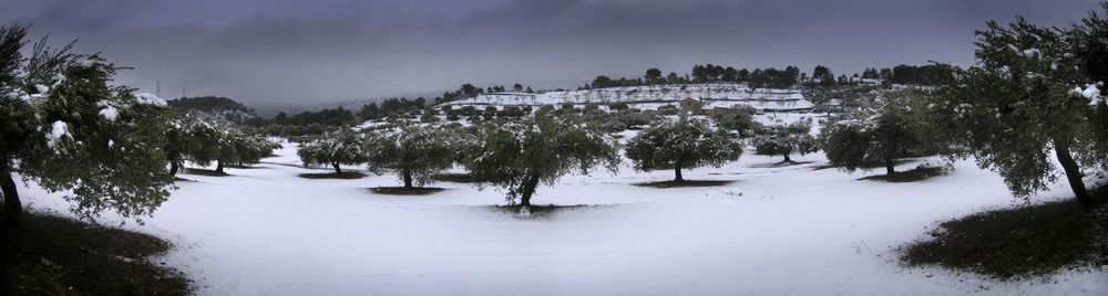 Trees on snow covered land against sky