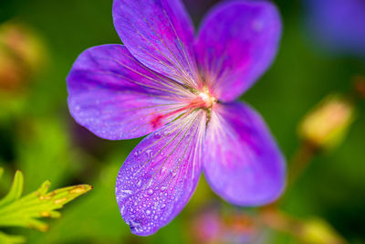 Close-up of purple flowering plant