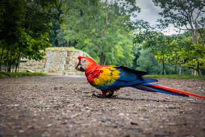 Close-up of bird perching on footpath