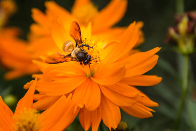 Close-up of bee on orange flower