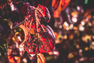 Close-up of damaged autumn leaf on tree