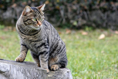 Close-up of cat sitting on grass