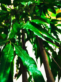 Low angle view of leaves on tree