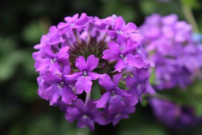 Close-up of pink flowers