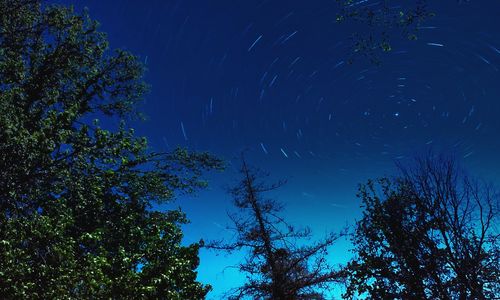 Low angle view of trees against blue sky