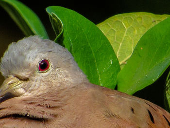 Close-up of parrot