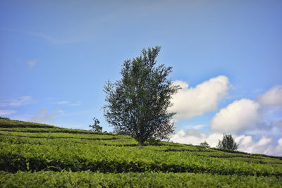 Trees on field against clear sky