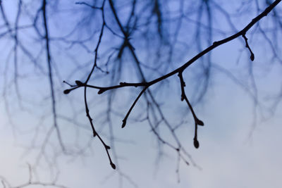 Close-up of bare branches against sky