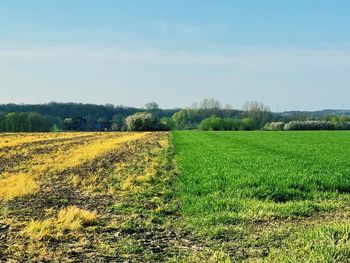 Scenic view of agricultural field against sky