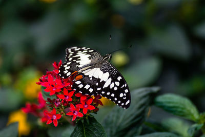 Close-up of butterfly pollinating on flower