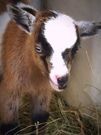 Close-up portrait of cow