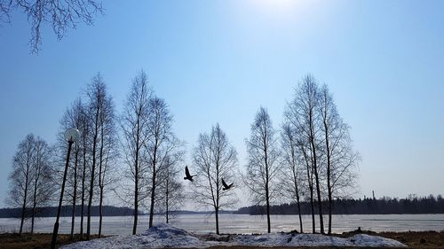 Bare trees on snow covered field against sky