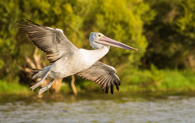 Bird flying over lake