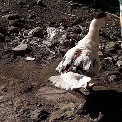 High angle view of birds on field