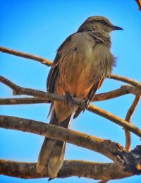 Low angle view of bird perching against blue sky