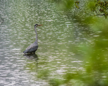 High angle view of gray heron in lake