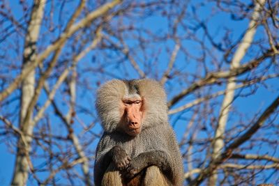 Low angle view of monkey on tree against sky