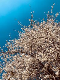 Low angle view of cherry blossom against blue sky