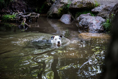 Portrait of dog swimming in water