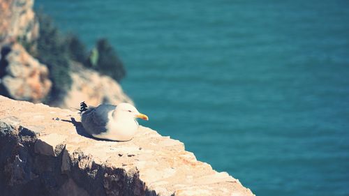 Close-up of seagull perching on rock by sea