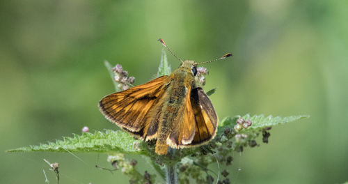 Close-up of butterfly pollinating on flower