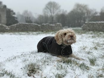 Close-up of dog on snow