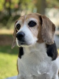 Close-up of a dog looking away