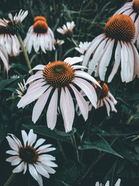 Close-up of white flowering plants