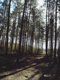 Full frame shot of bamboo trees in forest